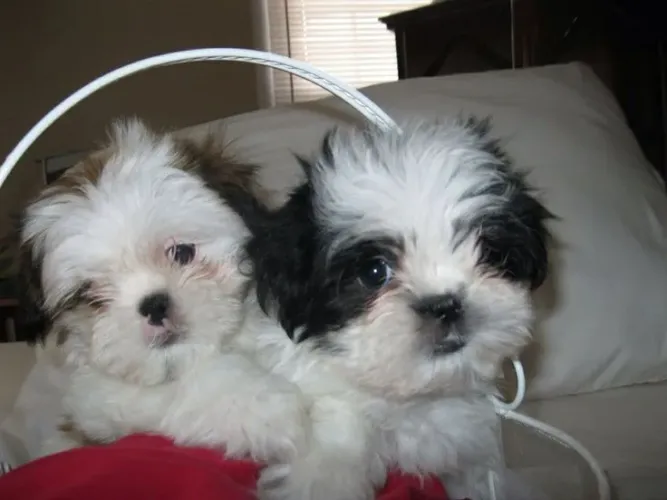 Shih Tzu Olhe isso antes que outra pessoa leve