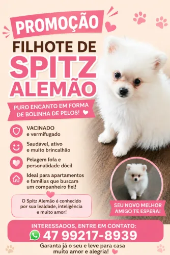 Filhote de Spitz Alemão