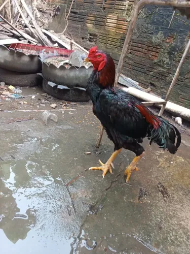 Galo carica puro 