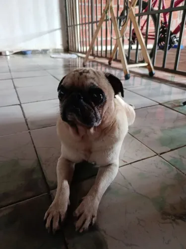 Cachorro pra doação