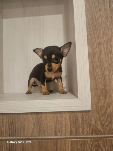 Pinscher macho