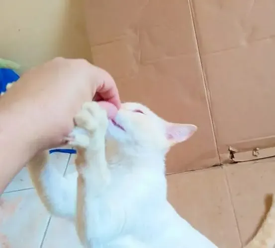 Logan para adoção responsável