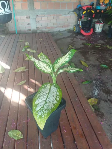 Vaso plantas Comigo ninguém pode 