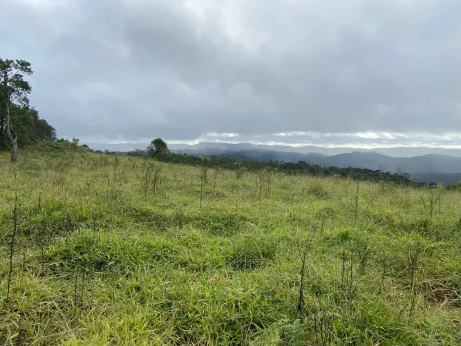 Fazenda 78 Alqueires, Rico em Água, Planta-se 40 Alqueires, Atualmente Esta Em Pasto, Ótim