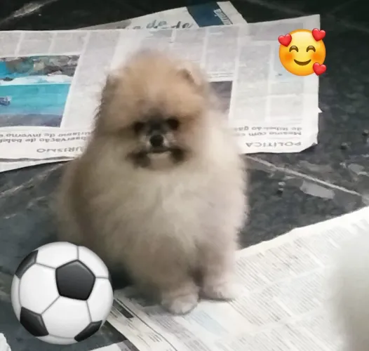 Lindo Spitz alemão anãozinho 
