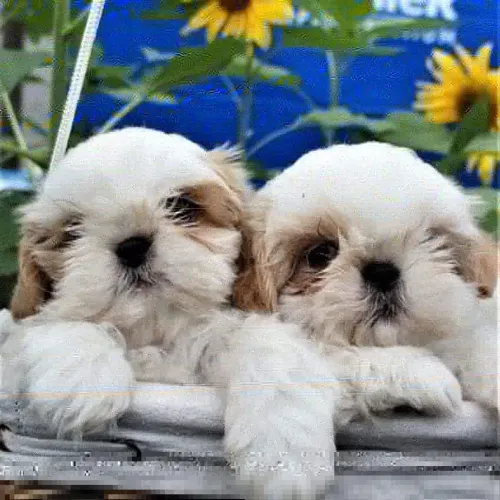 Lindos filhotes de Shih tzu difícil não se apaixonar.