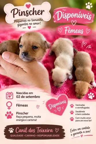 Filhotes de pincher disponíveis