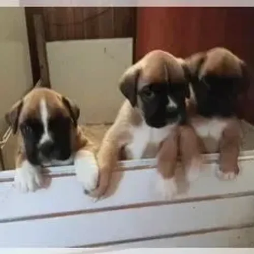 Boxer,Boxer Filhote com Ótimo Padrão da Raça e Perfil Brincalhão