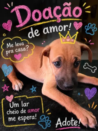 Doação de cachorrinha