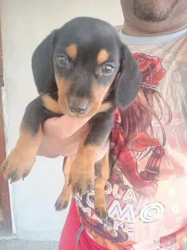 Dachshund macho disponível