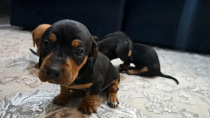 Basset (salchisas)