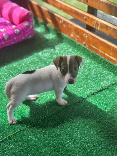Jack Russel Terrier | Mais carinho no seu lar - Chama no WhatsApp