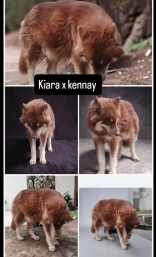 Husky siberiano wolly
