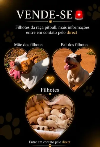 Vendo filhotes de Pitbull red nose