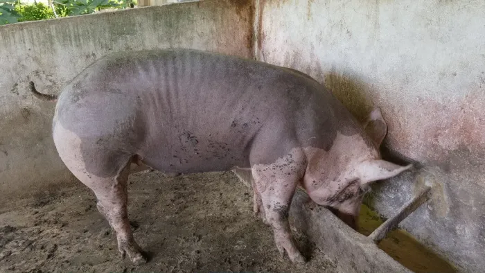 Porco castrado (abate)