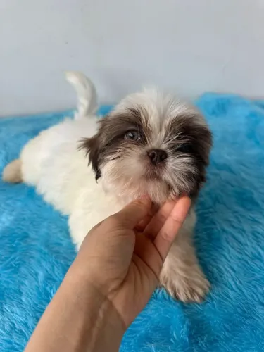 Shih Tzu Mini