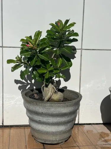 Vaso rosa do deserto