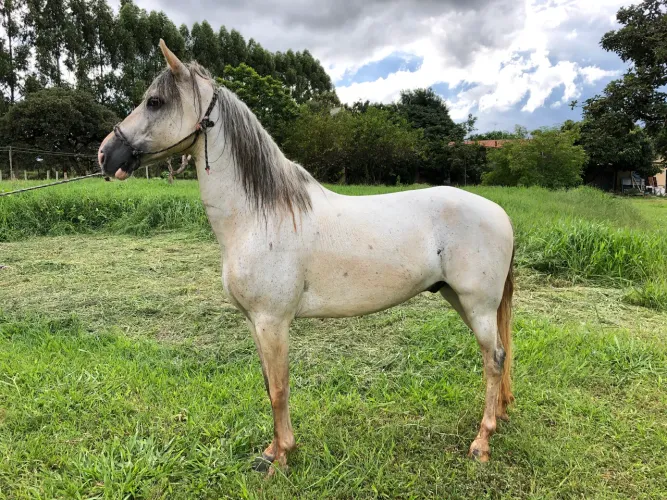 Cavalo Mangalarga Marchador Registrado