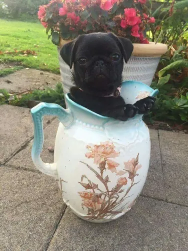 Filhotes de Pug | Patinhas que trazem felicidade