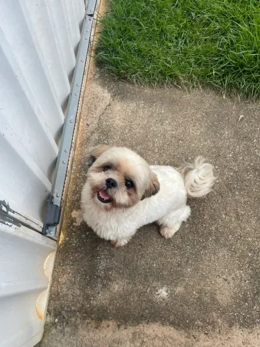 Procuro namorada Shih tzu