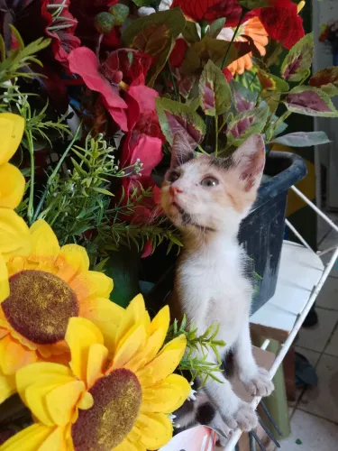 Doação de gatinha 