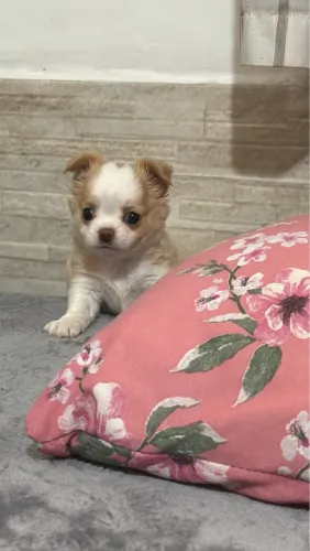 Chihuahua femea pelo longo 