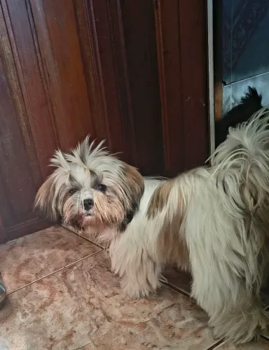 Vende-se Shitzu fêmea