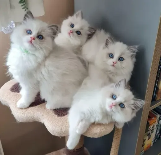 Ragdoll Filhotes Pra reserva