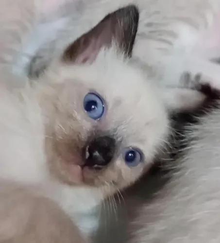 Gatinhos para adoção