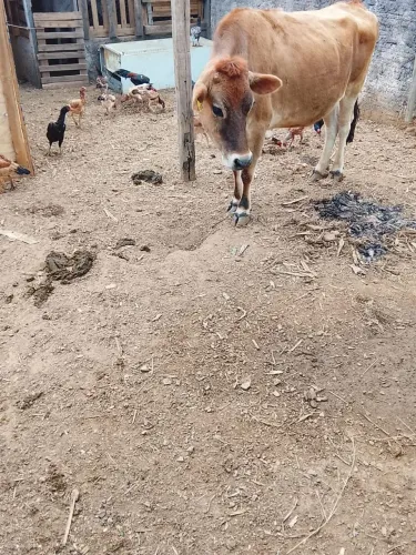 Vendo Vaca Jersey