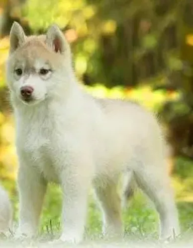 Filhote de Husky Siberiano Redline