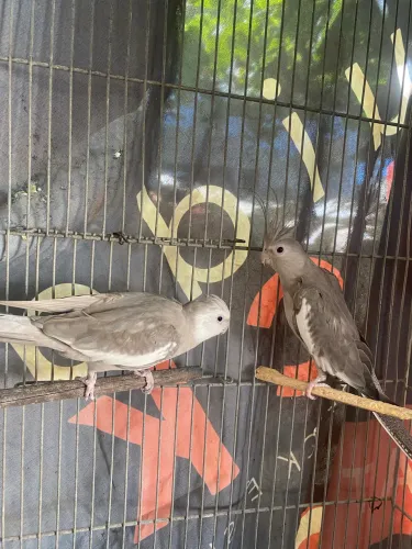 Casal de Ca L o p si t as 