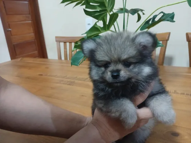 CASAL LULU DA POMERÂNIA DISPONÍVEL