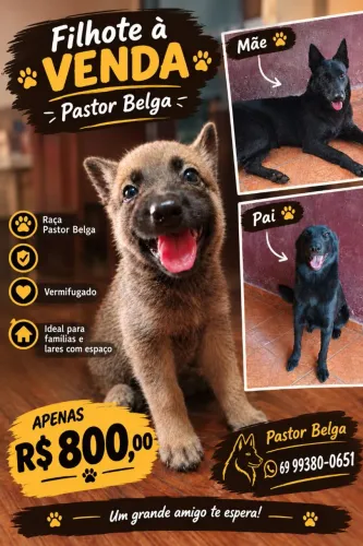 Pastor belga