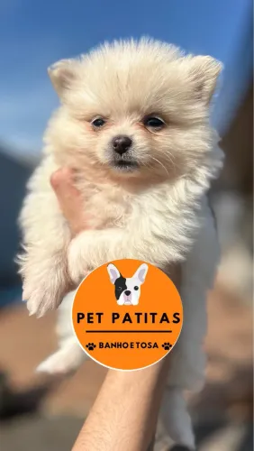 Lulu da Pomerania FEMEA 12x sem juros
