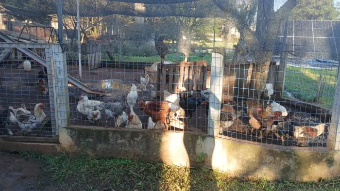 Vende-se lote de frangas e frangos caipira