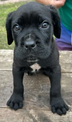 FILHOTES DE CANE CORSO ITALIANO