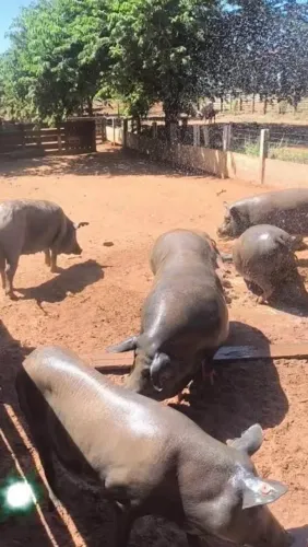 Doação de porcos