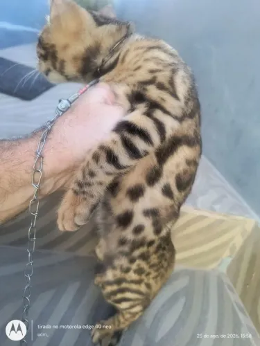 Vendo gata bengal