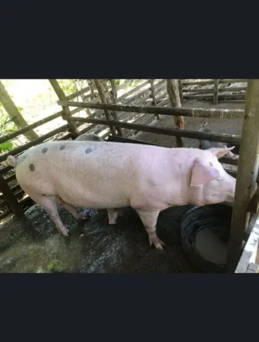 Porca