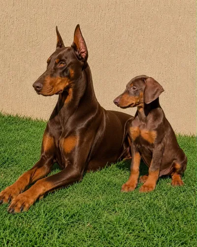 Filhote de Doberman Puro