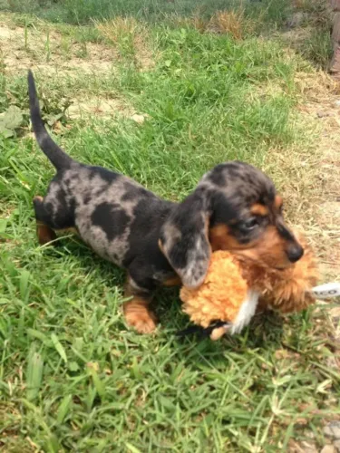 Dachshund Tornando Sua Rotina Muito Mais Feliz