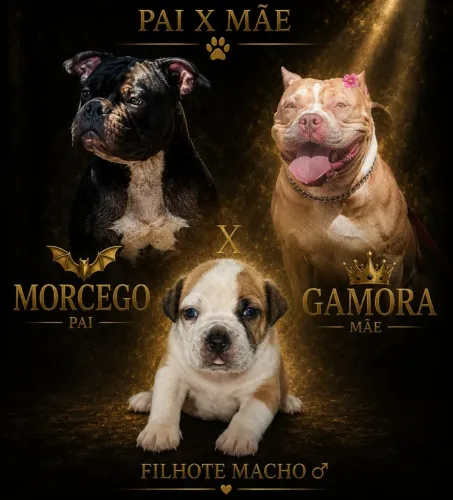 American Bully 