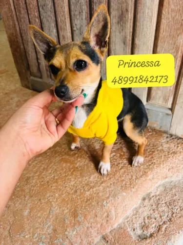 Lindas pinscher fêmeas adultas 