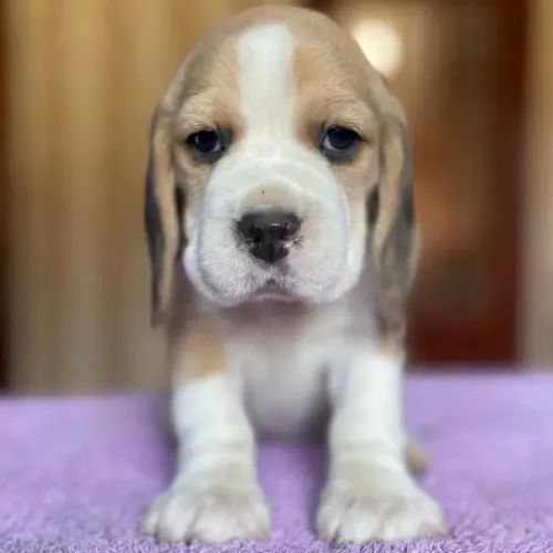 Filhotes de Beagle | Nada é mais fofo do que um filhote de cachorro brincando.