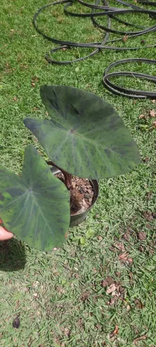 Colocasia Mojito esculenta uma muda