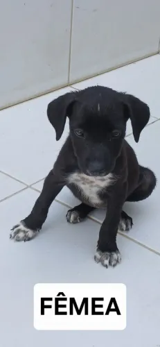 Doa-se cachorrinha de 3 meses