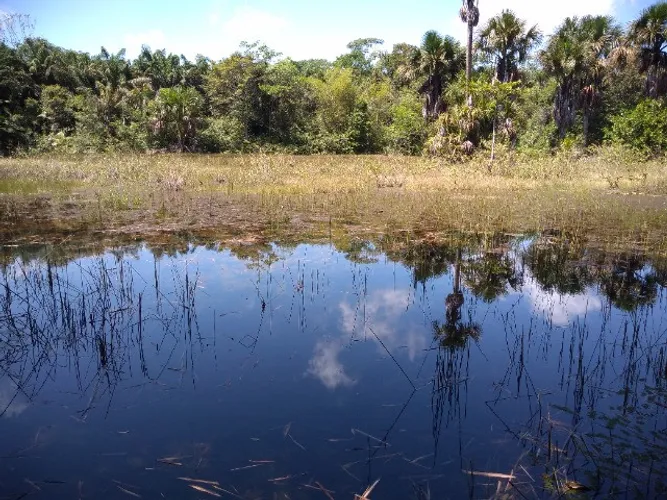 45 hectares no km 40 antes de Vigia por R$460 mil reais documentado