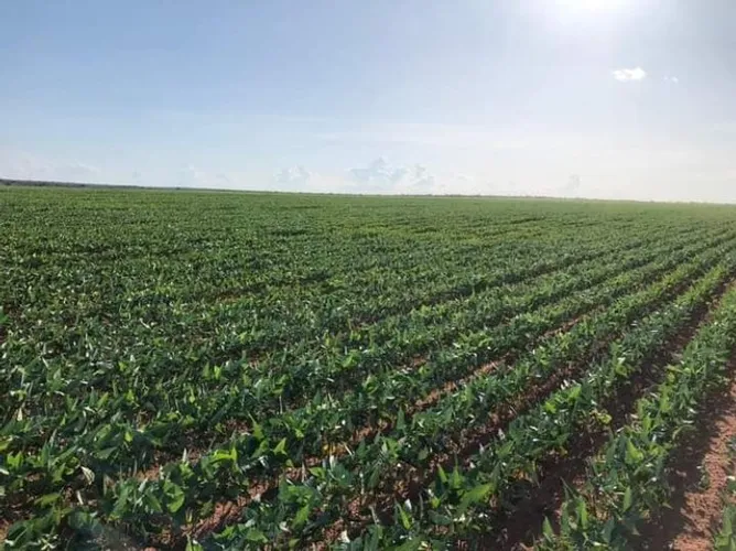 Fazenda em Rio Sono plantando lavoura.