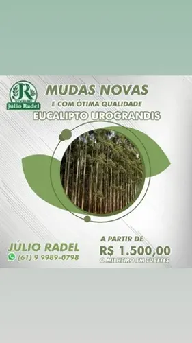 Mudas de Eucalipto, Mudas de Sansão do Campo,.